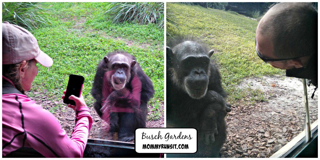 Busch Gardens Tampa - My Family's 5 Must-See Attractions! | Mommy Runs It
